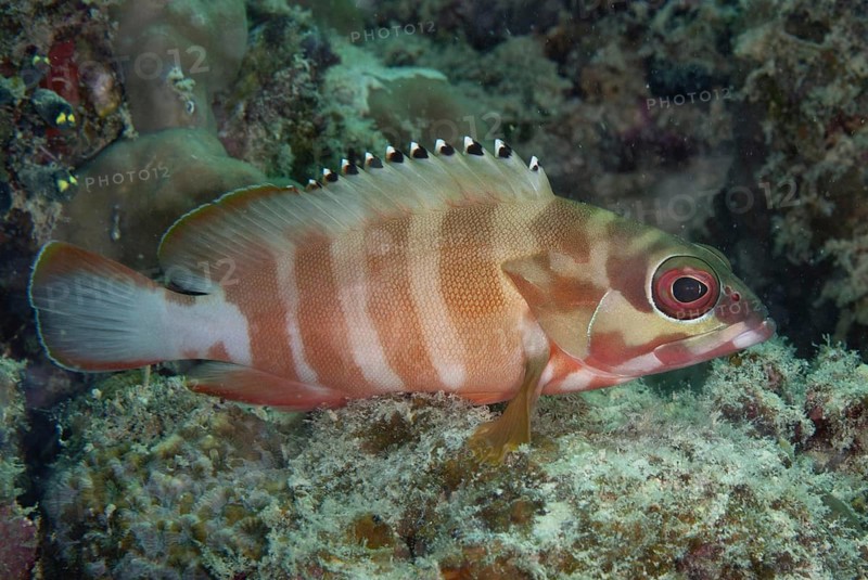 Grouper