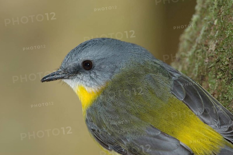 Eastern Yellow Robin