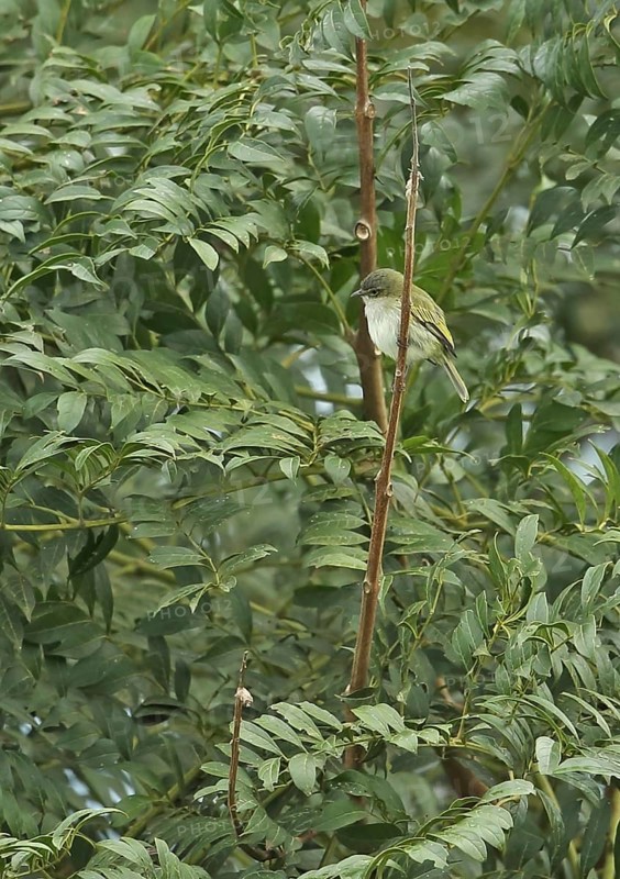 Paltry Tyrannulet