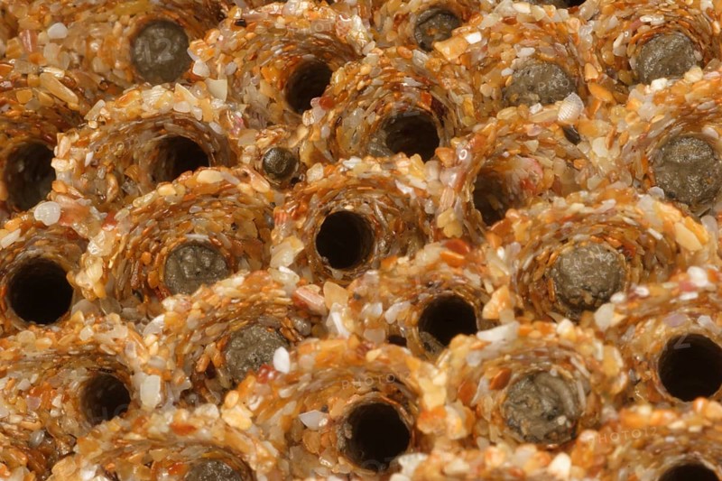 Honeycomb worm