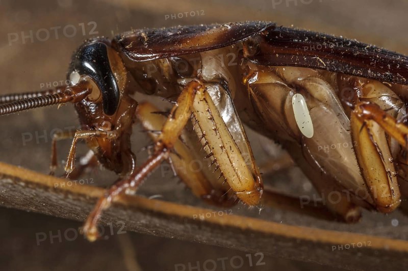 Egg of the emerald cockroach wasp