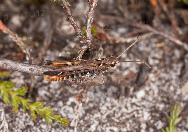 Spotted clubworm