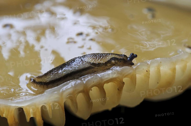 Dusky Slug