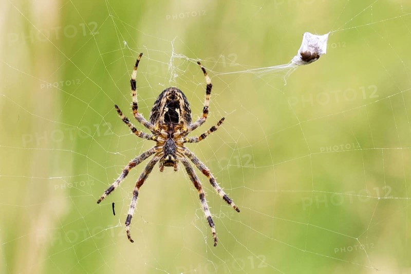 Garden cross spider