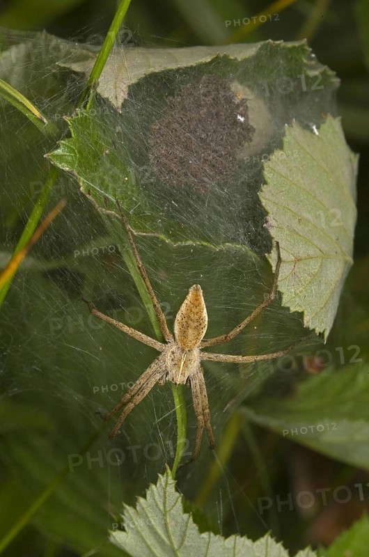 Nursery-web Spider