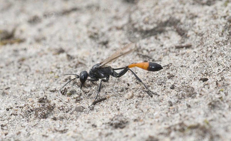 Three-phase sand wasp