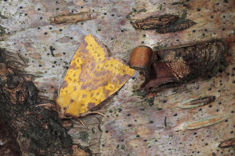 Pink-barred Sallow Moth adult