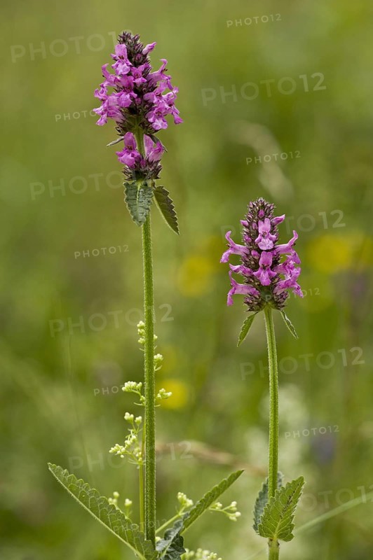 Purple Betony