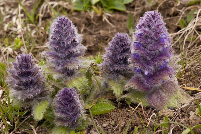 Pyramidal bugle