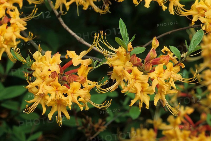 Florida azalea