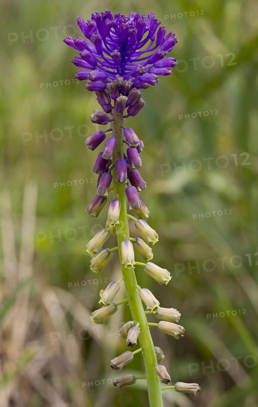 Tassel hyacinth