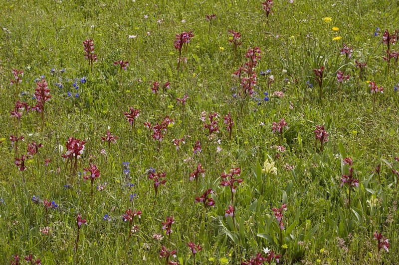 Flowering pink butterfly orchid