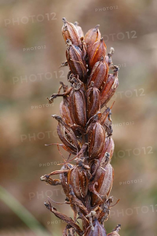 Moorland spotted orchid