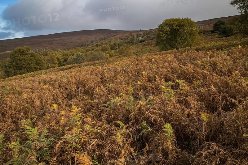 View of mixed moorland habitat