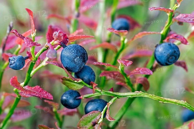 European european blueberry