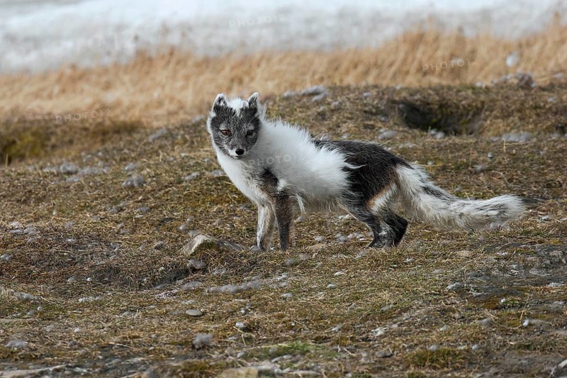 Arctic fox
