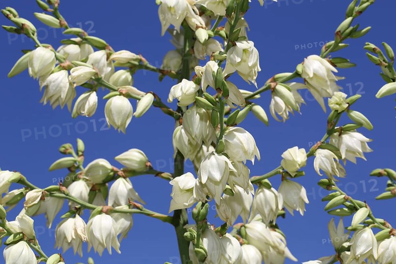 Ferald's yucca