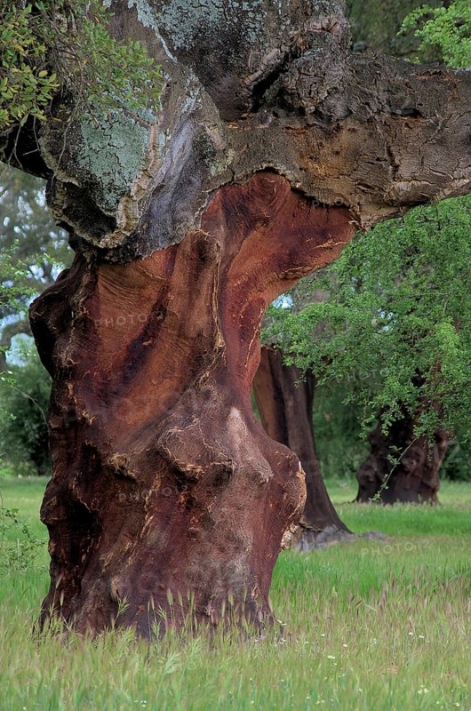 Cork oak