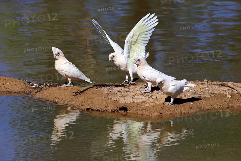 Little corella