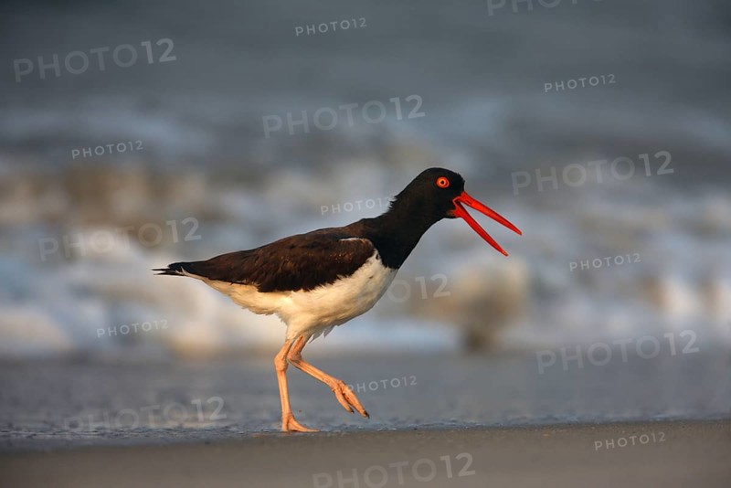 American oystercatcher