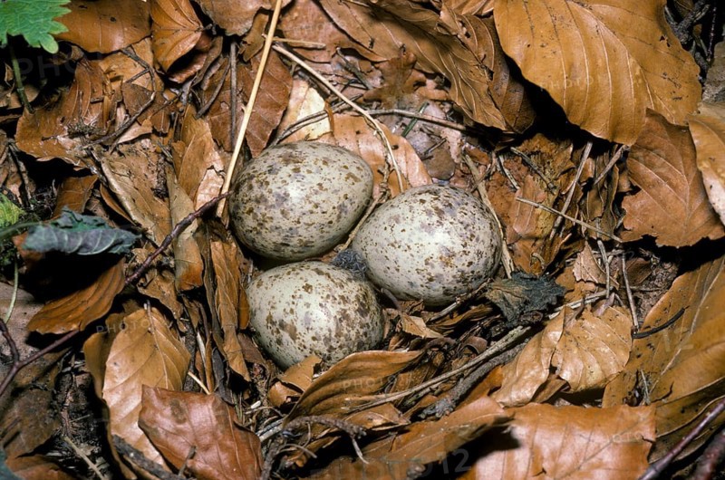 Eurasian woodcock