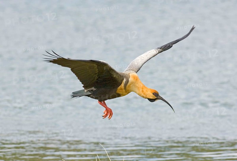 Buff-necked Ibis