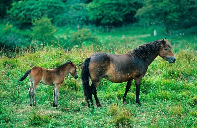 Exmoor Pony
