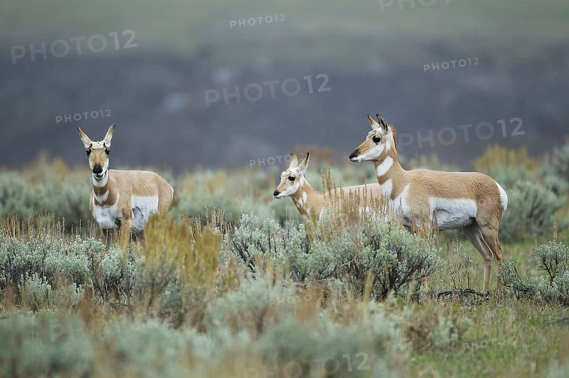 Pronghorn
