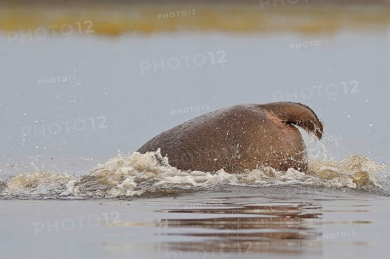 Hippopotamus