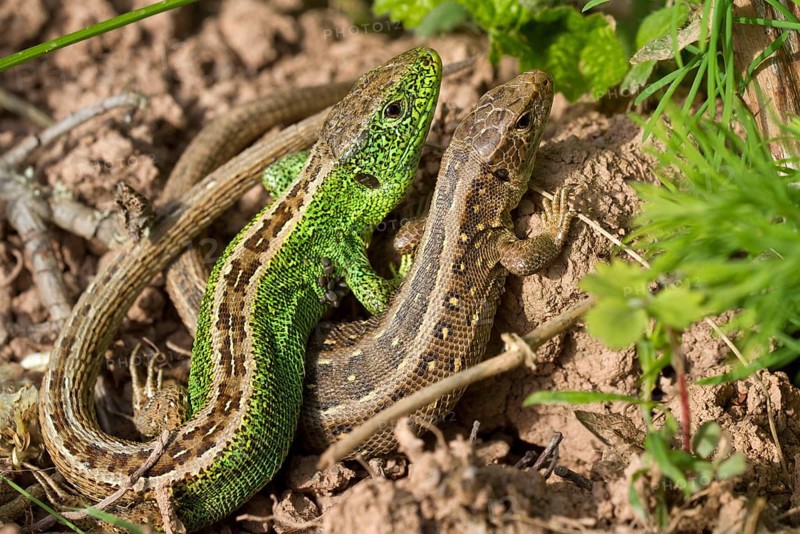 Sand lizards