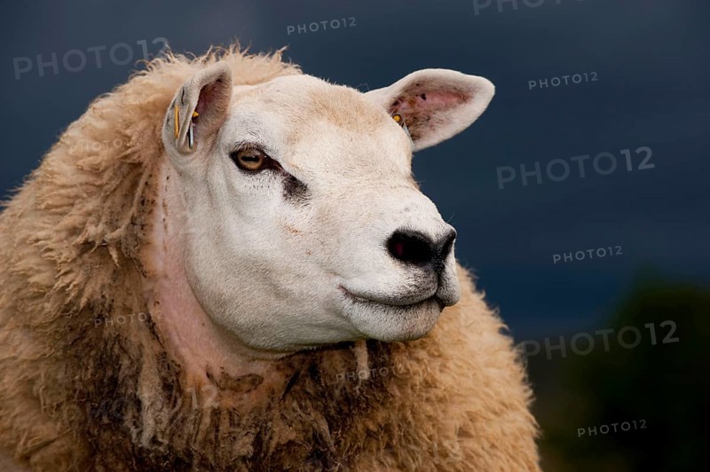 Domestic Sheep