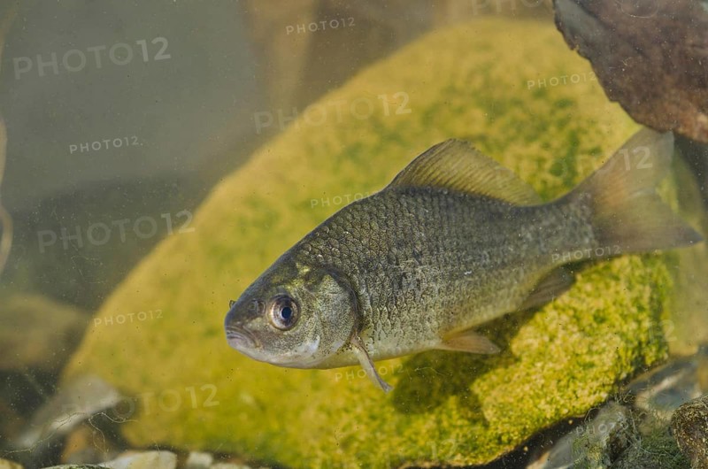 Crucian Carp