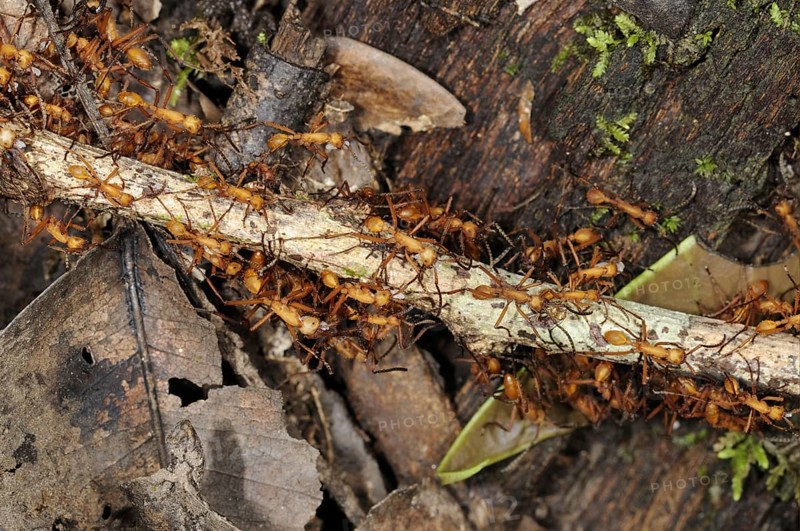 Adult red army ant