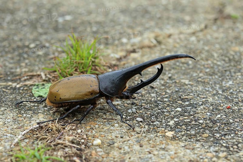 Hercules Beetle