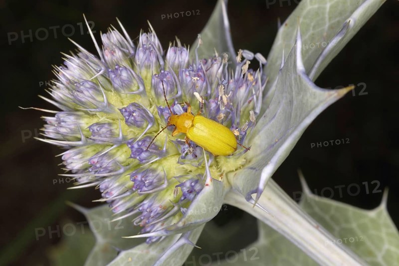 Sulphur beetle