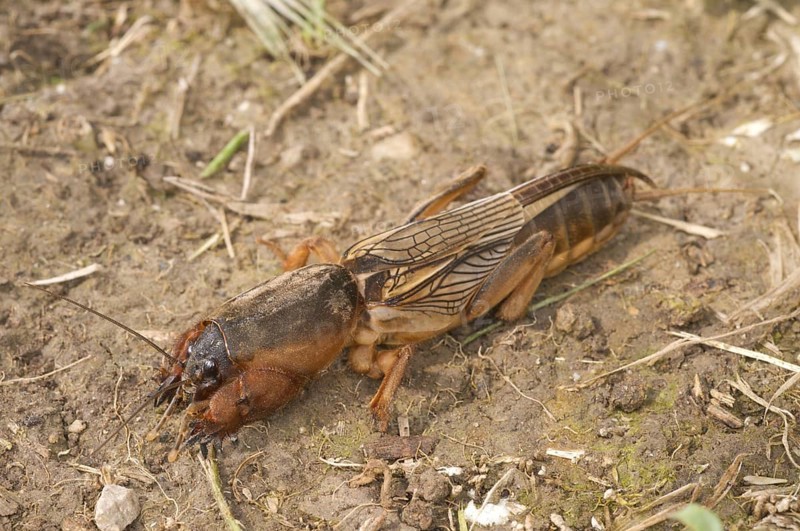 European Mole Cricket