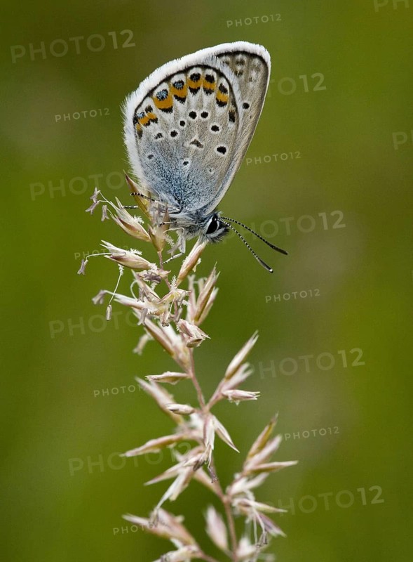 White Clover Blue