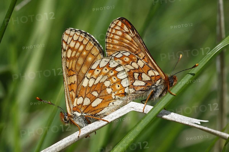 Scabiosa Fritillary
