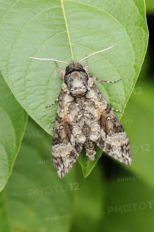 Insects