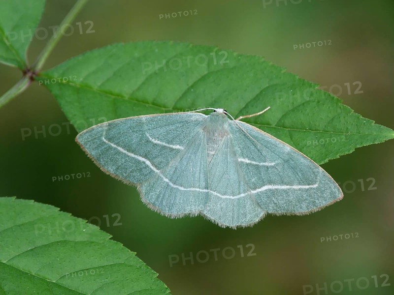 Green moorland heath moth