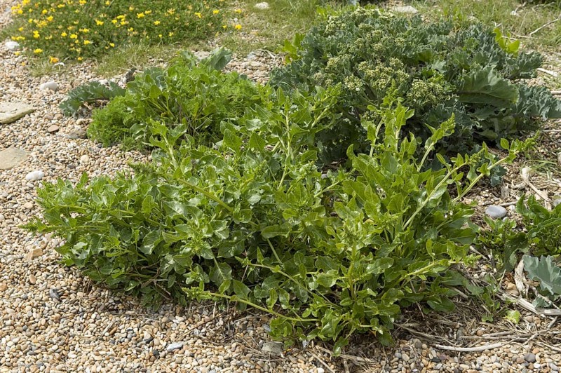 Sea beet