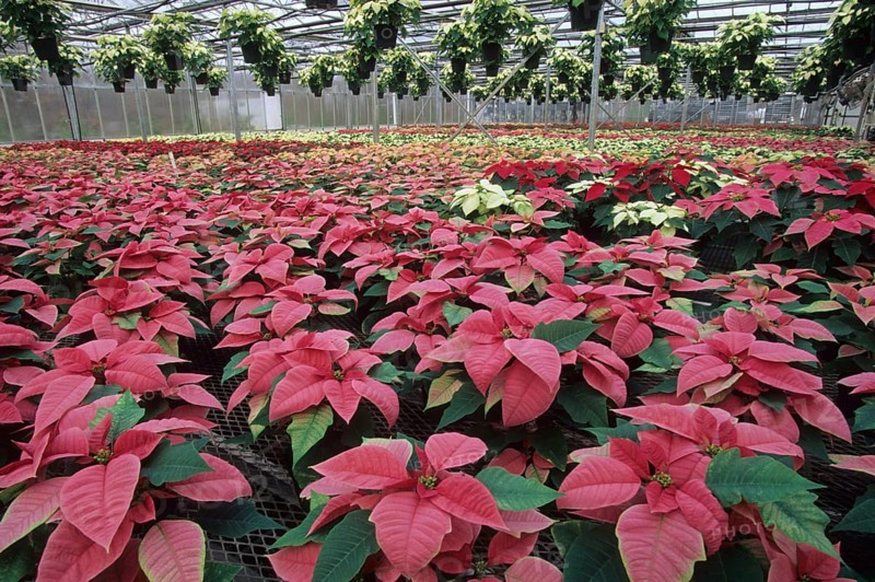 Poinsettia pulcherrima
