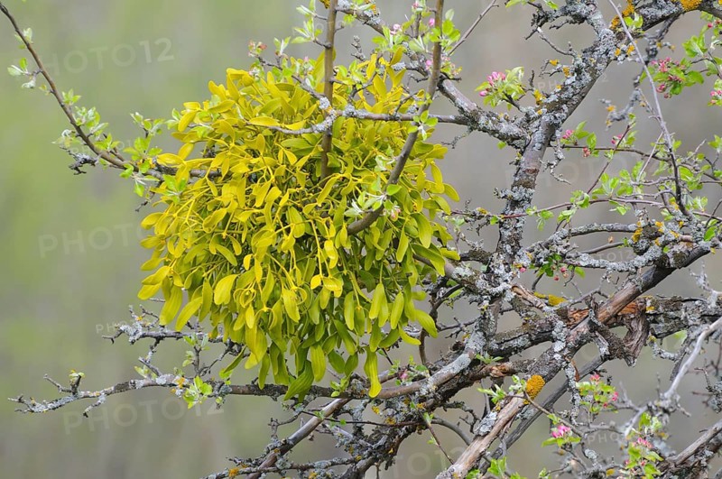 Mistletoe