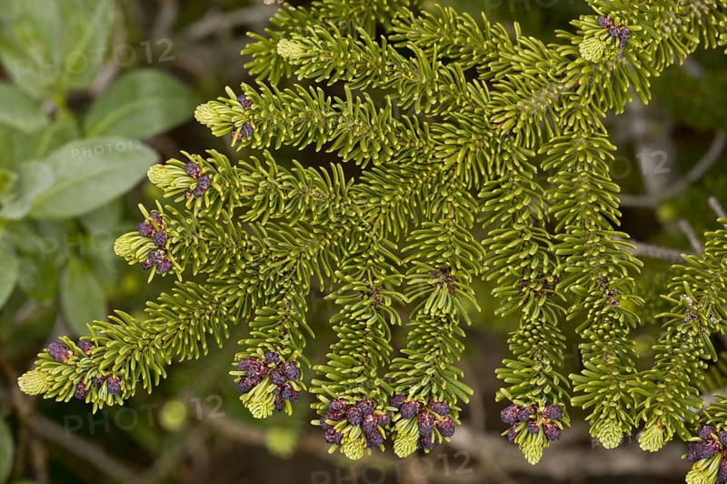 Subalpine abies lasiocarpa