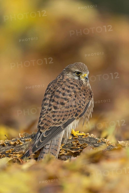 Common common kestrel