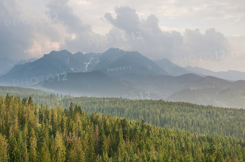 View over montane coniferous forest habitat at sunset