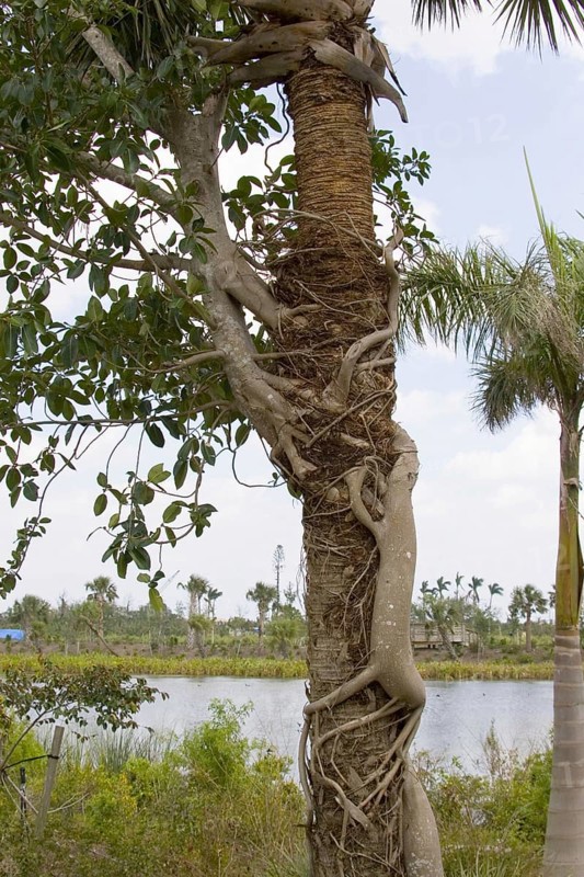 Strangler fig