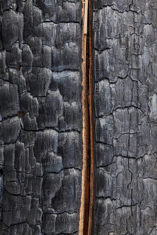 Close-up of a charred tree trunk burnt by a forest fire