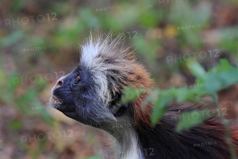 Red colobus monkey