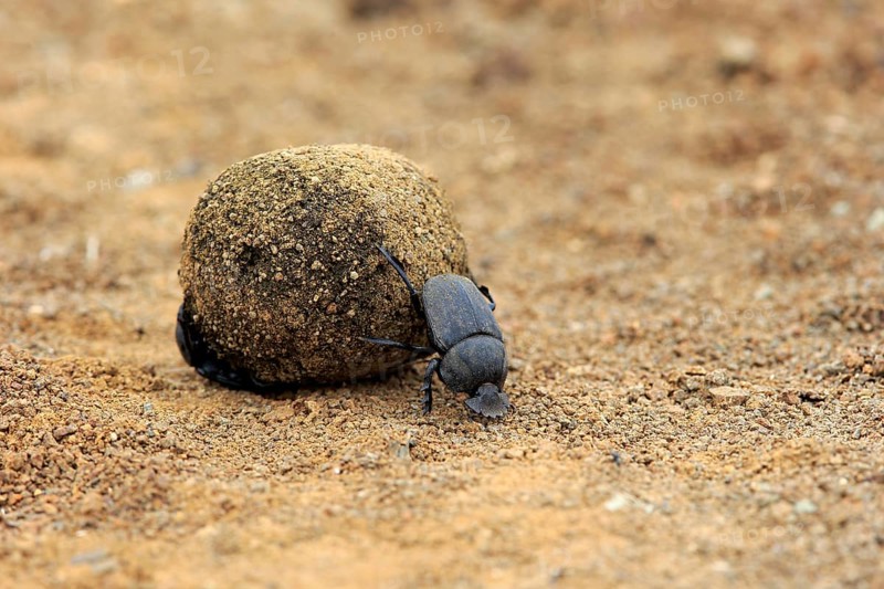 Dung beetle